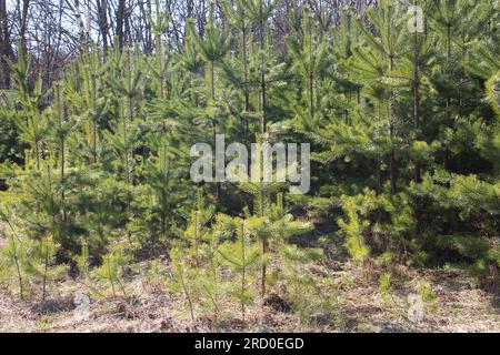 Giovane pino autosemina che cresce in natura Foto Stock