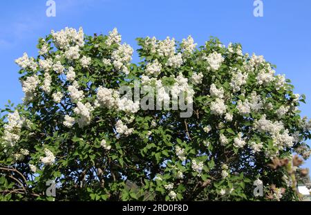 A maggio, il lilla fiorisce nel giardino Foto Stock