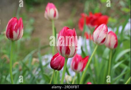 In primavera fioriscono tulipani rossi su un letto di fiori in giardino Foto Stock