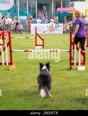 Vista posteriore di un collie di confine che si prepara a saltare sopra gli ostacoli all'evento Dog Agility Trials all'evento country estivo del Regno Unito con il proprietario e la folla di supporto. Foto Stock