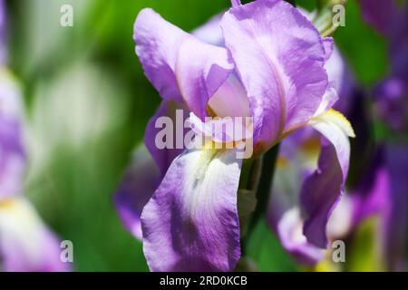Primo piano della pianta dell'iride in fiore viola e bianco in un giardino. Profondità di campo ridotta Foto Stock