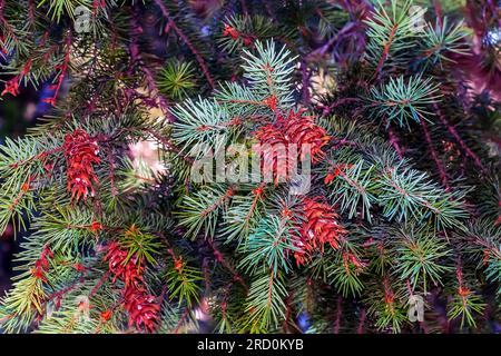 Rami di Pseudotsuga menziesii. Coni e fogliame Pseudotsuga menziesii. Ramo di larice. Foto Stock