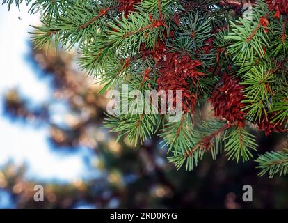 Rami di Pseudotsuga menziesii. Coni e fogliame Pseudotsuga menziesii. Ramo di larice. Foto Stock