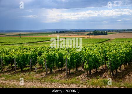 Vigneti di denominazione Pouilly-Fume, vinificazione di vino bianco secco da uve sauvignon coltivate su diversi tipi di terreno, Francia Foto Stock