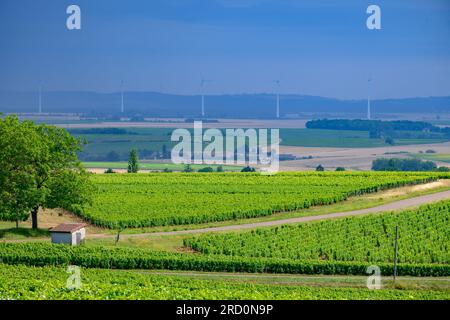 Vigneti di denominazione Pouilly-Fume, vinificazione di uve bianche secche sauvignon blanc coltivate su diversi tipi di terreno, Francia Foto Stock