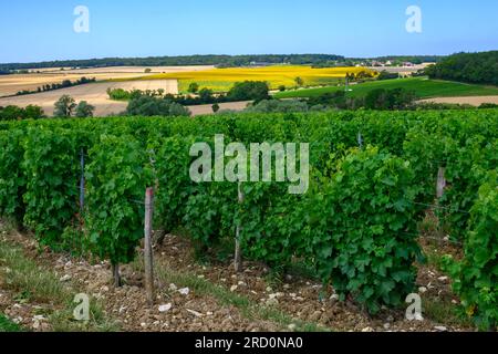 Vigneti di denominazione Pouilly-Fume, vinificazione di uve bianche secche sauvignon blanc coltivate su diversi tipi di terreno, Francia Foto Stock