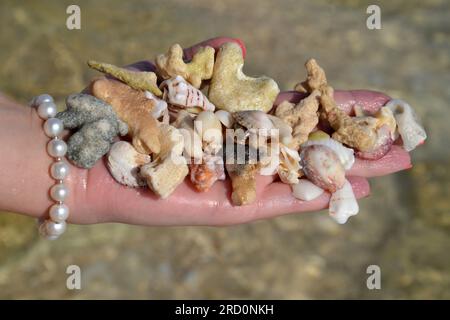 Coralli sul palmo e un bracciale con perle sul polso della donna, bellissimi gusci bagnati e ciottoli. Foto Stock