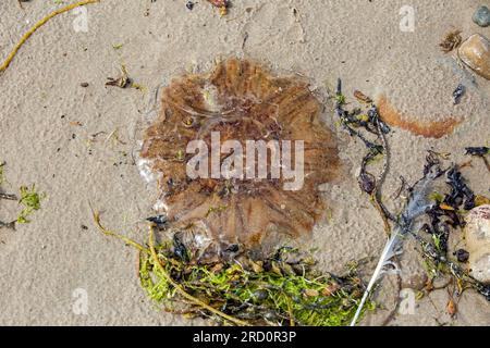 Dunnet Bay, Caithness, Scozia, 4 luglio 2023, una medusa sulla spiaggia Foto Stock