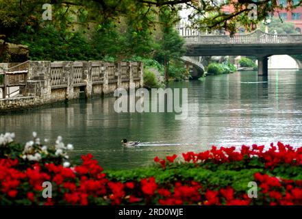 L'anatra Lone Mallard nuota lungo il lungofiume nel centro di San Antonio, Texas. Fiori rossi brillanti fioriscono lungo il corso d'acqua. Ponte di pietra cros Foto Stock