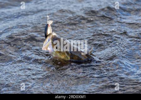 Il pesce persico europeo agganciato che combatte in un lago catturato con un richiamo oscillante da un pescatore nella Finlandia occidentale nel luglio agosto 2023. Foto Stock