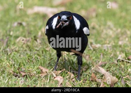 Australian Magpie che cattura un verme Foto Stock