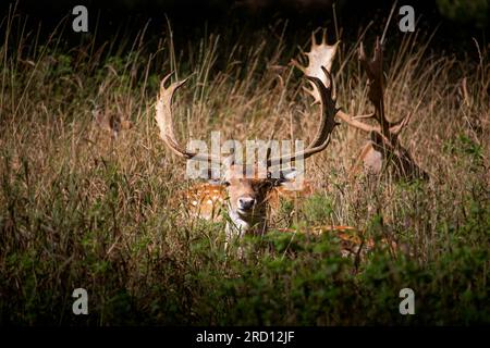 Questo cervo stava riposando dopo aver migrato la sua mandria attraverso una foresta Foto Stock