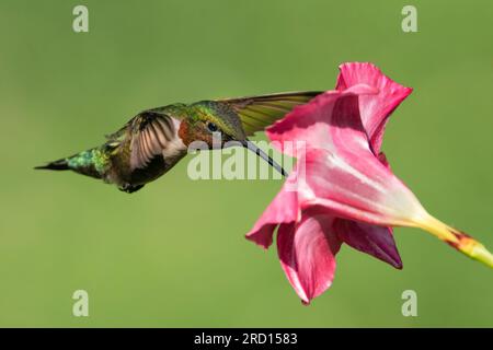 Un colibrì dalla gola di rubino che raccoglie il nettare da un fiore di mandevilla. Foto Stock