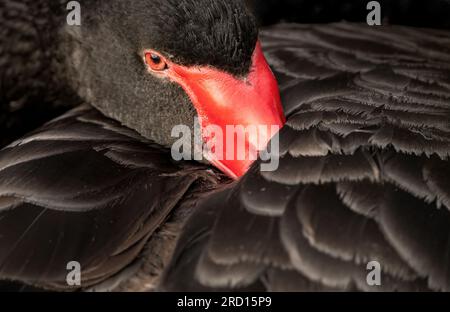 Il cigno nero (Cygnus atratus) è un'icona australiana. L'emblema ufficiale dell'Australia Occidentale, raffigurato nella bandiera di stato e nello stemma. Foto Stock