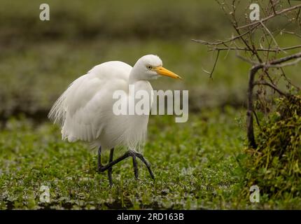 Egret intermedio (Ardea intermedia) in cerca di cibo nelle zone umide del Queensland. Foto Stock