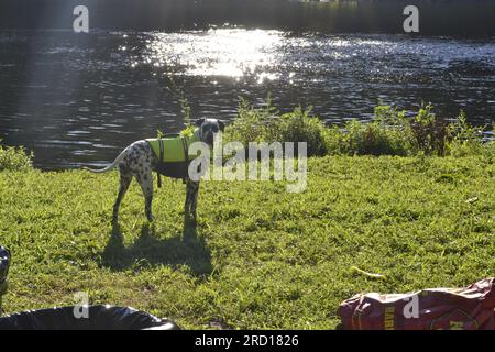 Dalmata in giubbotto di salvataggio vicino al fiume Foto Stock