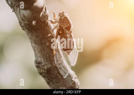 Una cicada siede su un fico in estate, primo piano. Cantando lou Foto Stock