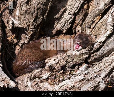 Un visone americano sbatte alla luce del sole. Foto Stock