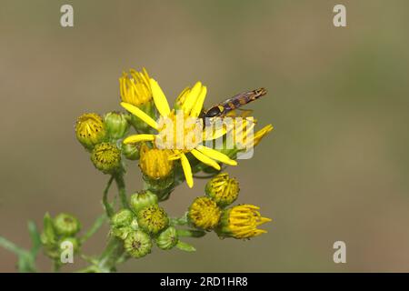 Maschio lungo hoverfly (Sphaerophoria scripta), famiglia Syrphidae sul fiore di ragwort (Jacobaea vulgaris, Senecio jacobaea), famiglia Asteraceae. h Foto Stock