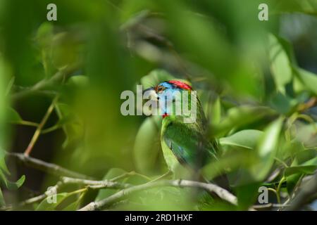 barbet dalla gola blu arroccato sul ramo dell'albero. Adorabile uccello nascosto dietro foglie verdi. barbet indiano comune. Foto Stock