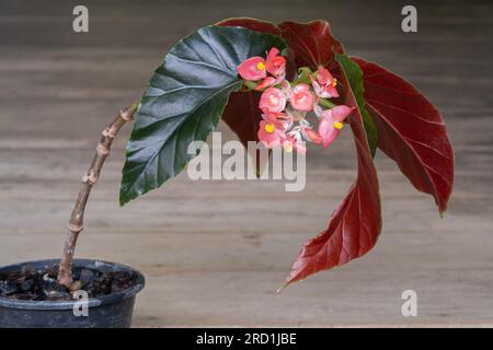 Vista ravvicinata della fiorente pianta di begonia di canna da angelo con fiori rossi freschi isolati su fondo di legno Foto Stock