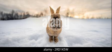 Marrone scuro tipico coniglio islandese testa a testa con il terreno completamente coperto di neve e la prima luce dell'alba con la testa e gli occhi da vicino Foto Stock