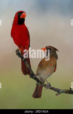 Cardinale del nord (Cardinalis cardinalis) foto scattate nella mia scatola fotografica, uccelli in cattività Foto Stock