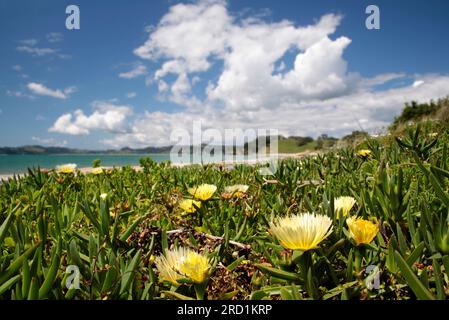 Geografia / viaggi, nuova Zelanda, Waikato, Whitianga, DIRITTI AGGIUNTIVI-AUTORIZZAZIONE-INFO-NON-DISPONIBILE Foto Stock