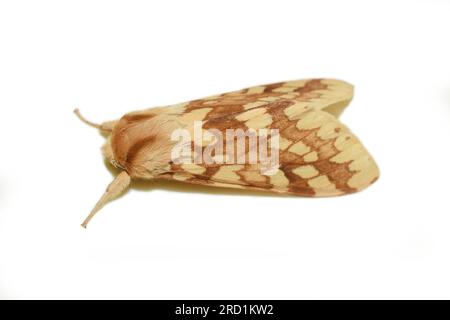 Lophocampa maculata, la falena tussock con macchie gialle su sfondo bianco Foto Stock