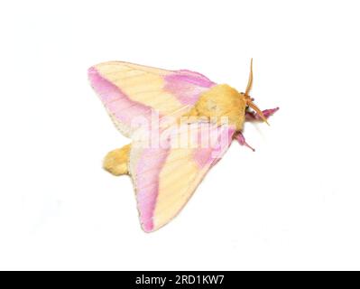 Dryocampa rubicunda la falena rosa e gialla dell'acero rosato su sfondo bianco Foto Stock