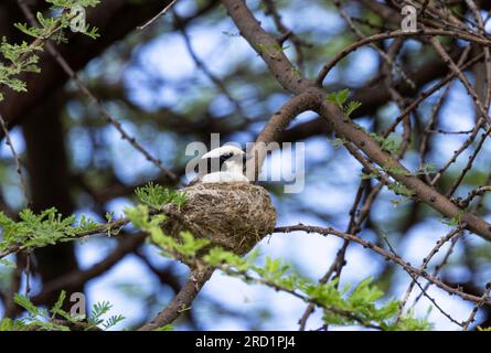 Lo Shrike con la corona bianca del Nord costruisce un nido a forma di ciotola. Sono allevatori cooperativi e vi parteciperanno tutti i membri della famiglia. Foto Stock