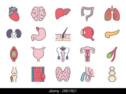 Set di icone vettoriali relative agli organi interni. Contiene icone quali sistema riproduttivo, cervello, cuore, vaso sanguigno, polmoni, Fegato, occhio, pancreas, urinario Illustrazione Vettoriale