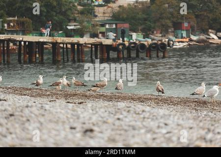 Gabbiani sulla riva del mare della città di villeggiatura Foto Stock