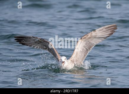 Gabbiano immaturo del Caspio (Larus cachinnans) al mare del Nord al largo di Scheveningen, Paesi Bassi. Foto Stock