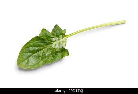 Foglia di spinaci biologici freschi verdi su sfondo bianco da vicino, vista dall'alto. Foto Stock