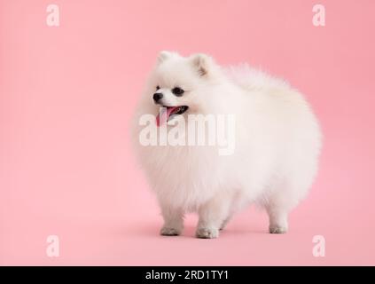 Ritratto di grazioso e soffice cucciolo di pomerania spitz. Un piccolo cane sorridente si erge su uno sfondo rosa alla moda e luminoso. Foto Stock