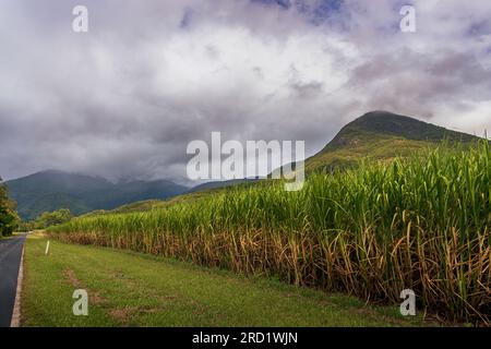 Campo di canna da zucchero sul lato della strada con uno sfondo montuoso. Foto Stock