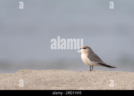 Piccolo Pratincole (Lareola lactea) in tipico habitat fluviale in Asia. Foto Stock