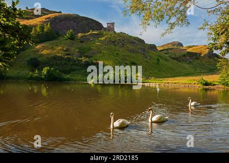 St Margaret's Loch, Holyrood Park, Edimburgo, Scozia, Regno Unito. 18 luglio 2023. Una tranquilla mattinata dopo i venti dell'ultima settimana, nella foto, i cigni muti (Cygnus olor) scivolano sull'acqua calma con il sole nebulizzato sopra il parco del centro città con sullo sfondo le rovine della storica Cappella di Sant'Antonio. Temperatura 13 gradi centigradi con vento ridotto. Foto Stock