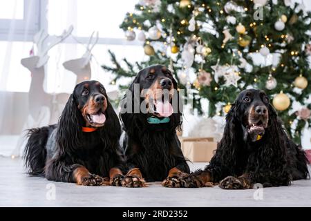 Tre cani da cucina nel periodo natalizio sono sdraiati sul piano vicino all'albero delle feste nel periodo di Capodanno a casa. Gli animali domestici sono a tua disposizione per le vacanze di Natale in casa Foto Stock
