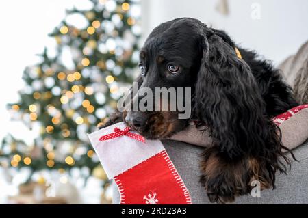 Carino cane setter nel periodo natalizio tenendo il calzino di Natale in bocca . Cucciolo per le vacanze di Capodanno a casa Foto Stock