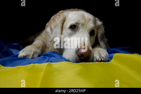 Cane Golden Retriever con bandiera Ucraina. Gli animali e gli animali domestici ucraini crisi durante la guerra. Foto Stock