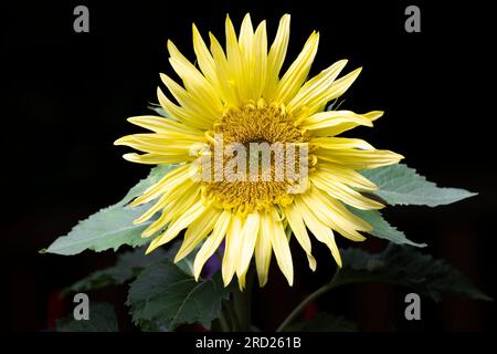 Un primo piano di un bellissimo girasole giallo fotografato su uno sfondo verde scuro Foto Stock