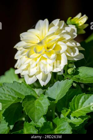 Un bellissimo fiore di palla Dahlia giallo pallido Foto Stock