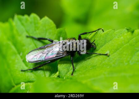 Bibio marci è una mosca della famiglia Bionidae chiamata mosche di marzo e lovebugs. Le larve di questi insetti vivono nel suolo e le radici delle piante danneggiate. Foto Stock