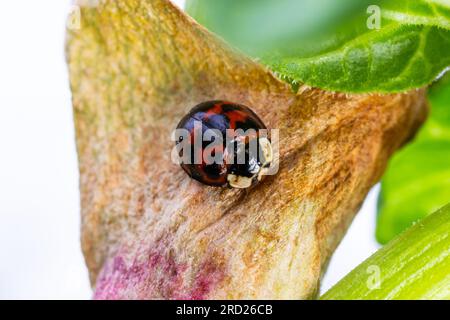 Lo scarabeo asiatico delle coccinelle Namitento, l'armonia axyridis con macchie arancioni sul nero seduto nelle foglie verdi della foresta soleggiato all'aperto macro photogra Foto Stock