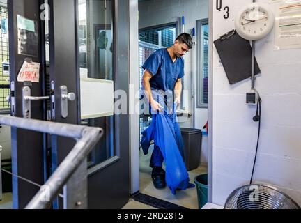 ALMERE - Caretaker Gijs al lavoro con i servitori che sono in quarantena presso la Fondazione AAP, dove gli animali domestici sono curati che hanno avuto problemi con individui privati. Le organizzazioni per il benessere degli animali si rallegrano dell'elenco ristretto di animali che possono essere tenuti come animali domestici. Il servo, il riccio, la cincilla e il criceto nano russo, tra gli altri, saranno vietati nel soggiorno dal 2024. ANP REMKO DE WAAL netherlands Out - belgium Out Foto Stock