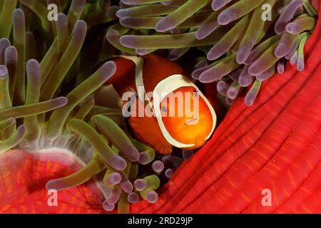 Un pesce pagliaccio comune (Amphiprion ocellaris) si nasconde tra i tentacoli di un anemone, Parco Nazionale Marino di Bunaken, Indonesia Foto Stock