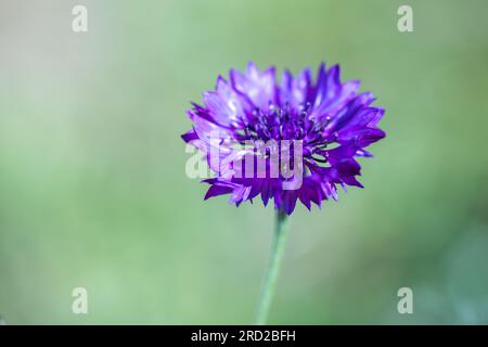 Fiore di mais su sfondo verde sfocato, foto macro con messa a fuoco selettiva morbida. Centaurea cyanus Foto Stock