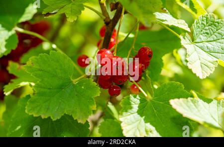 Red Ribes rubrum su un ramo Foto Stock